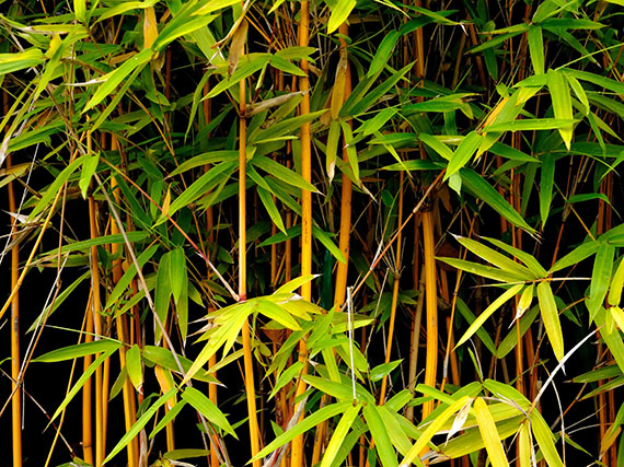 La serenidad del bambú (2ª parte)